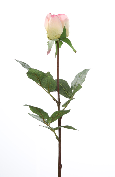 Róża Amelia