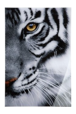 Obraz akryl "Tiger" Elizabeth Home