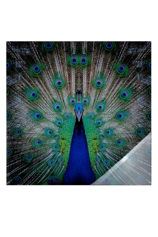 Obraz akryl " Peacock" Elizabeth Home