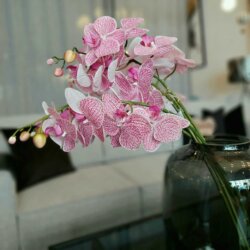 Kwiaty sztuczne Orchidea różowa Fink Living